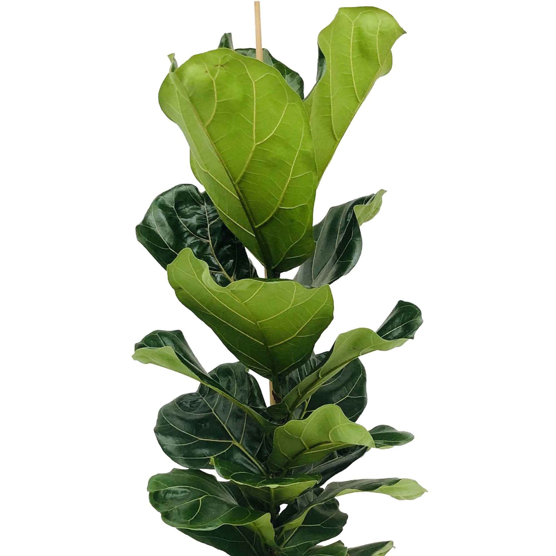 Tabaksplant Ficus lyrata incl. rieten mand grijs - Grote kamerplanten