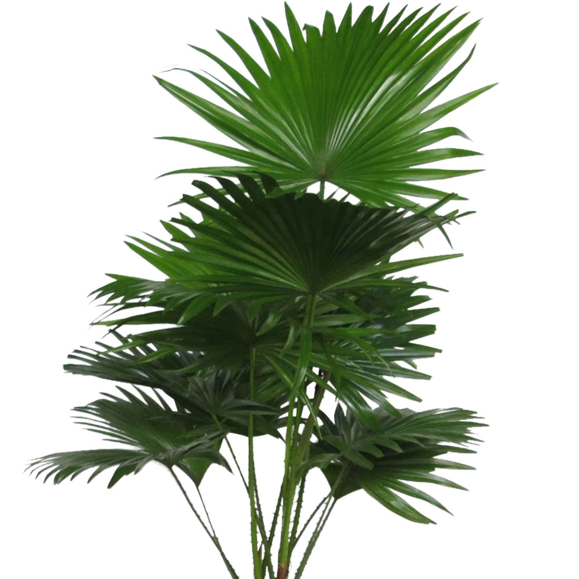 Waaierpalm Livistona rotundifolia incl. rieten mand grijs - Groene kamerplanten