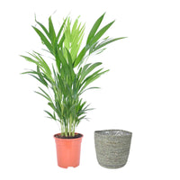 Areca palm Dypsis lutescens incl. rieten mand grijs - Groene kamerplanten
