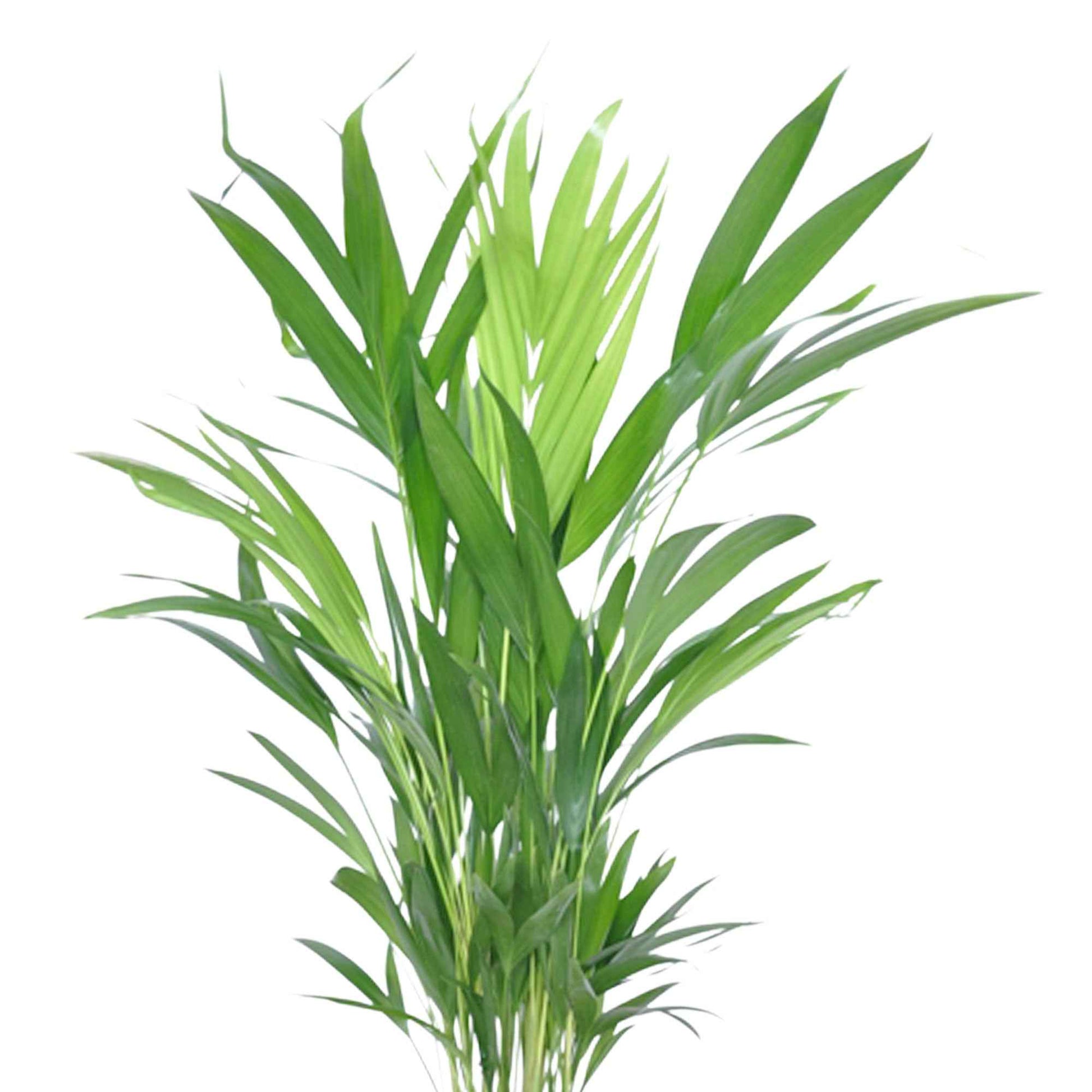 Areca palm Dypsis lutescens incl. rieten mand grijs - Binnenplanten in sierpot