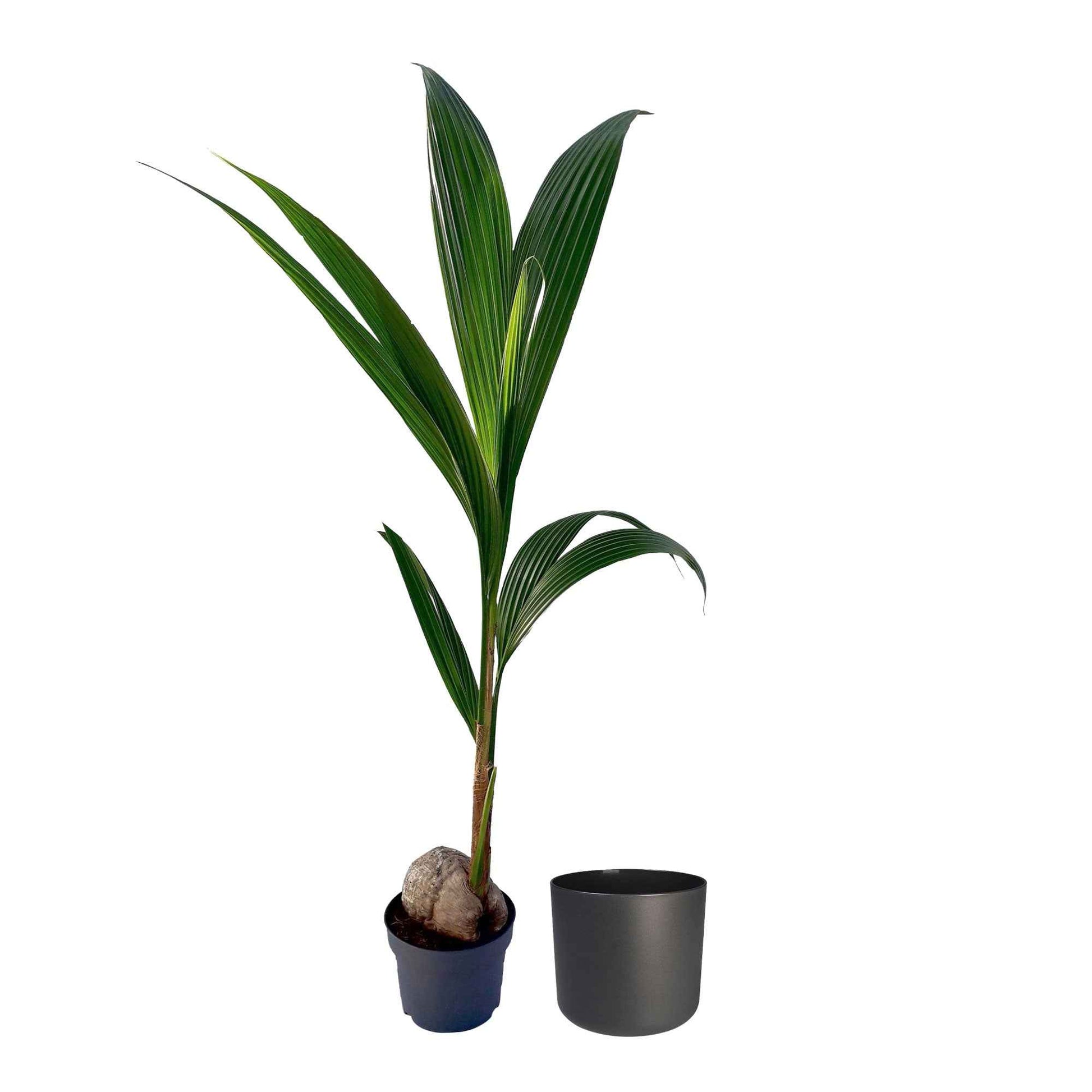 Kokospalm Cocos nucifera incl. sierpot - Niet giftige kamerplanten