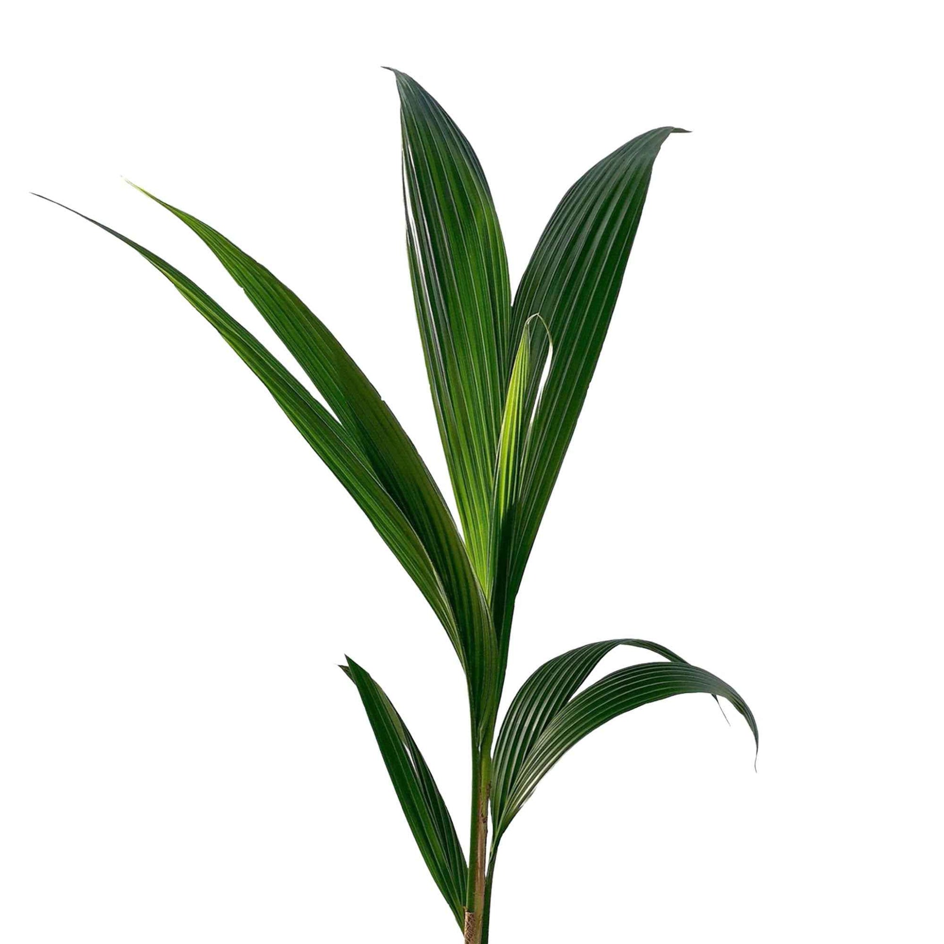 Kokospalm Cocos nucifera incl. sierpot - Groene kamerplanten