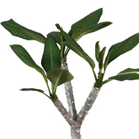 Tempelboom Frangipani Plumeria 'Hawaiian' Roze incl. sierpot - Combinaties en Sets