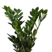 Kamerpalm Zamioculcas zamiifolia incl. sierpot wit - Combinaties en Sets