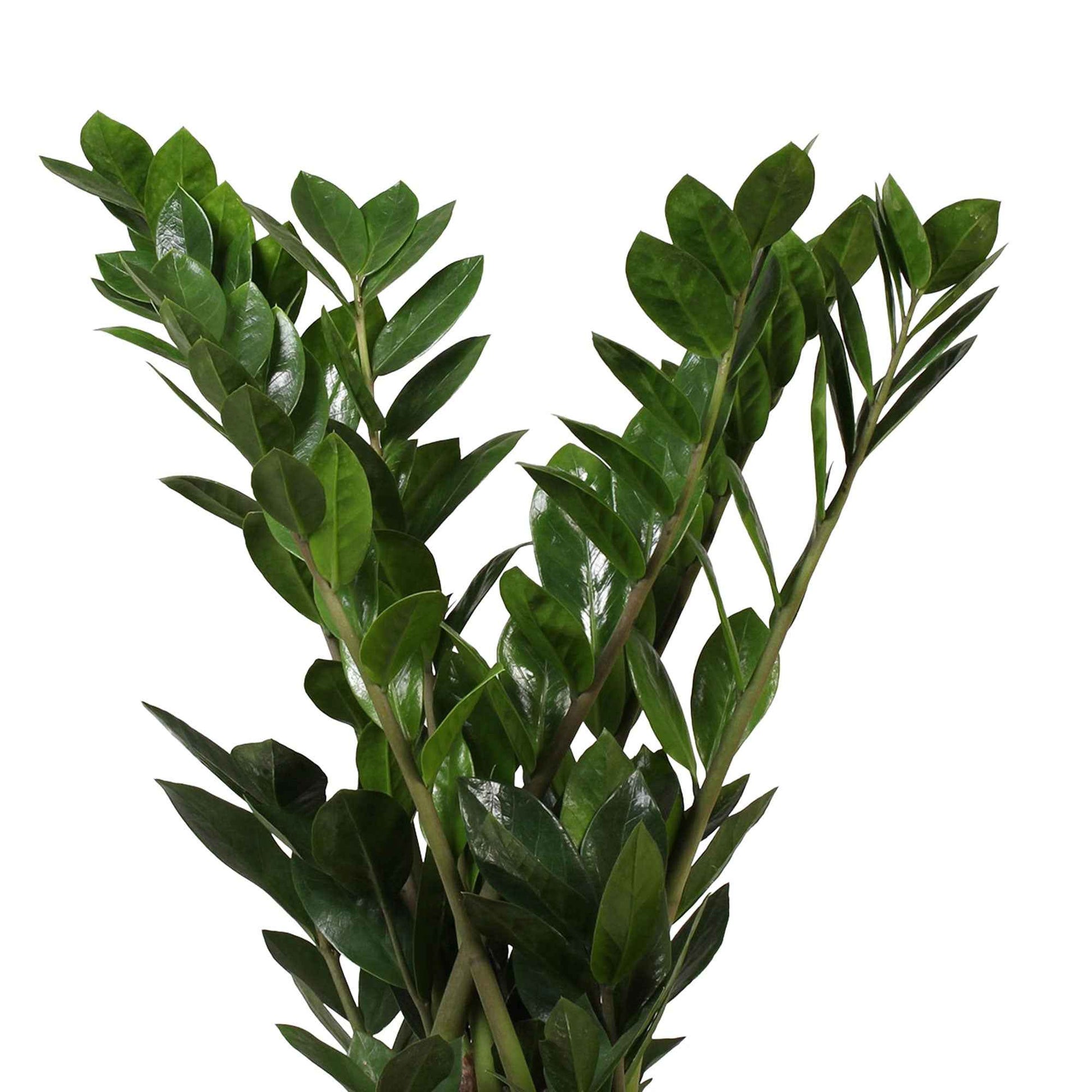 Kamerpalm Zamioculcas zamiifolia incl. sierpot wit - Combinaties en Sets