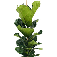Tabaksplant Ficus lyrata incl. sierpot groen - Groene kamerplanten