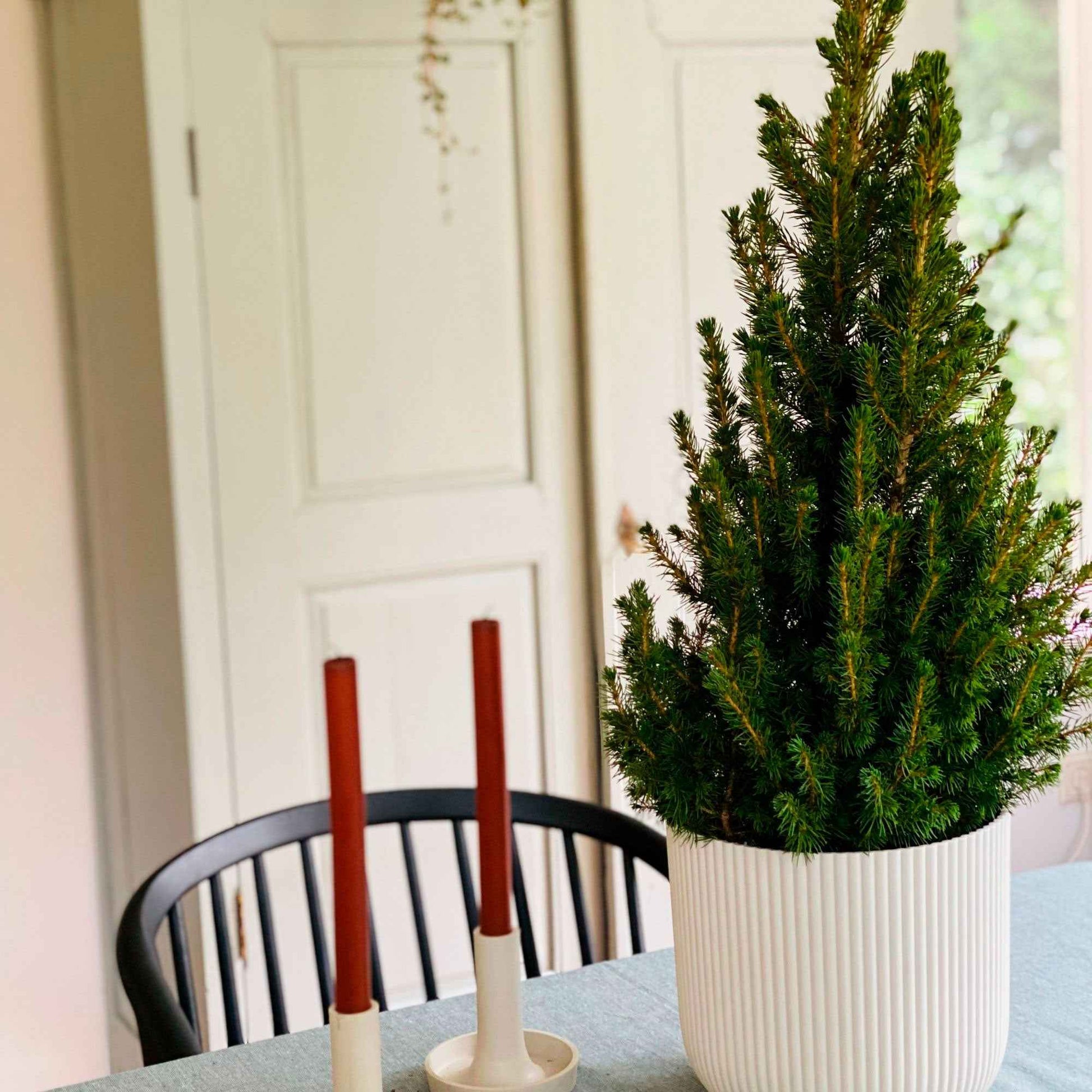 Picea glauca Conica  - Mini kerstboom - Bomen en hagen