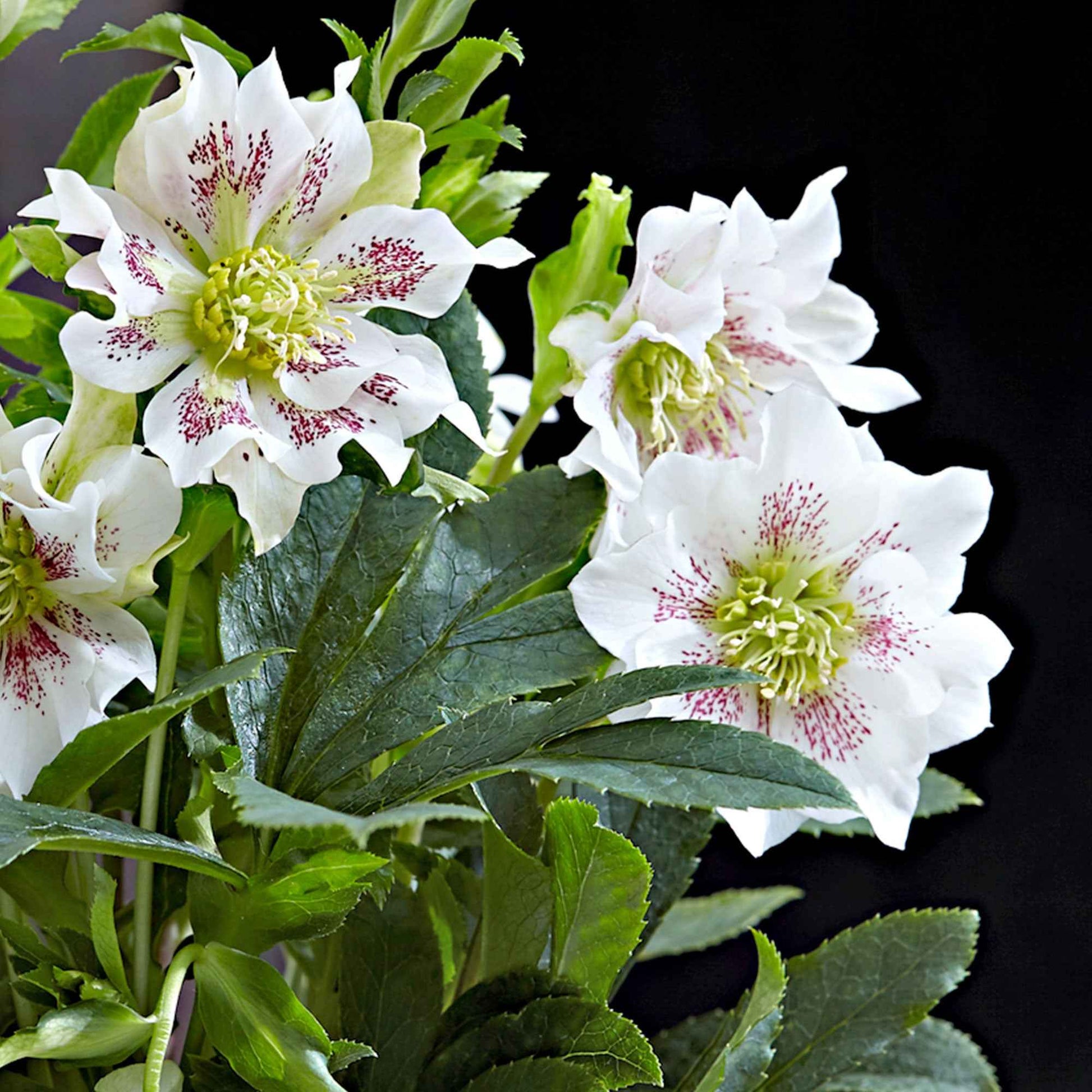 Lenteroos Helleborus 'Hello Pearl' Roze-Wit - Winterhard - Bloeiende tuinplanten