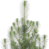 Parasolden Pinus 'Silver Crest' incl. groene sierpot - Winterhard - Alle buitenplanten in sierpot