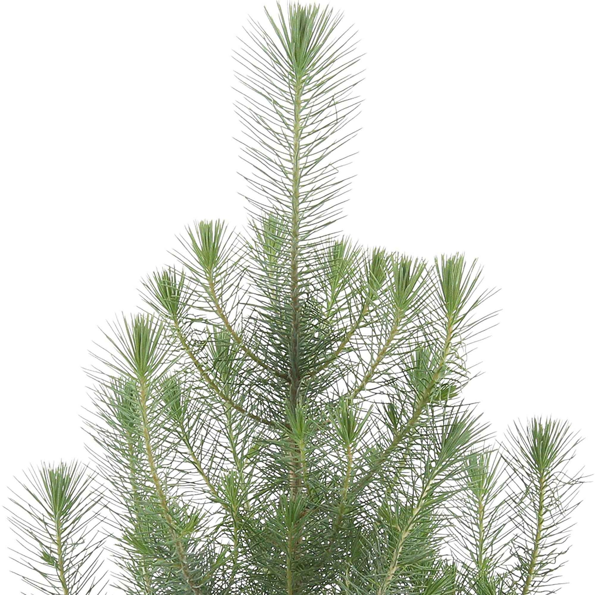 Parasolden Pinus 'Silver Crest' incl. groene sierpot - Winterhard - Alle buitenplanten in sierpot