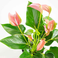 Flamingoplant Anthurium 'Joli Pink' Roze incl. sierpot - Bloeiende kamerplanten