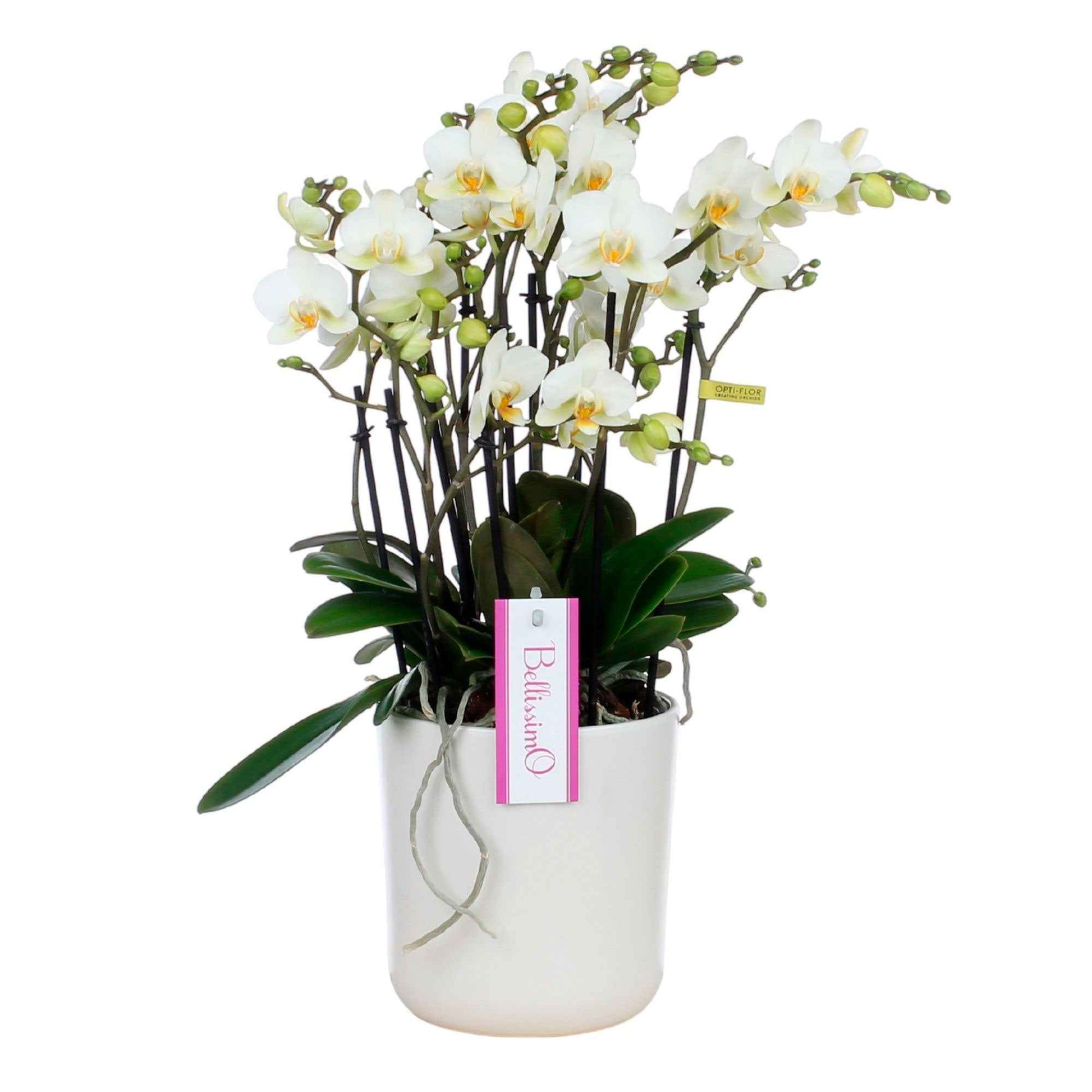 Vlinderorchidee Phalaenopsis 'Bellisimo Bella' Wit incl. sierpot - Bloeiende kamerplanten