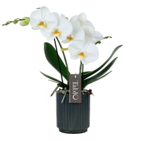 Vlinderorchidee Phalaenopsis 'Tablo Champagne' Wit incl. sierpot - Bloeiende kamerplanten