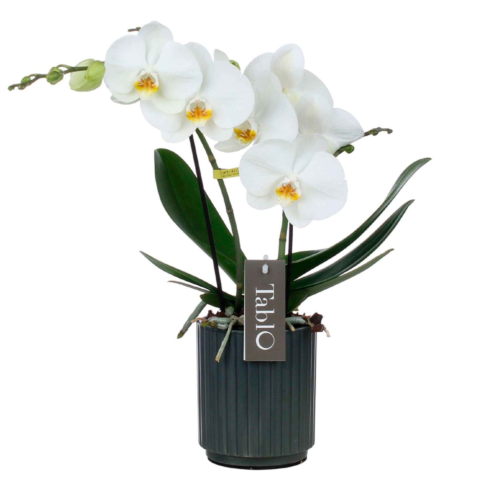 Vlinderorchidee Phalaenopsis 'Tablo Champagne' Wit incl. sierpot - Bloeiende kamerplanten