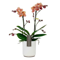 Vlinderorchidee Phalaenopsis 'Monaco' Oranje incl. sierpot - Bloeiende kamerplanten