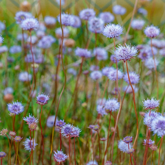 Blauwe knoop - Alle vaste tuinplanten