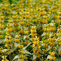 Gele dovenetel Lamiastrum galeobdolon - biologisch geel - Winterhard - Biologische tuinplanten