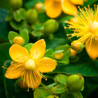 Sint-Janskruid Hypericum perforatum - biologisch geel - Winterhard - Plant eigenschap