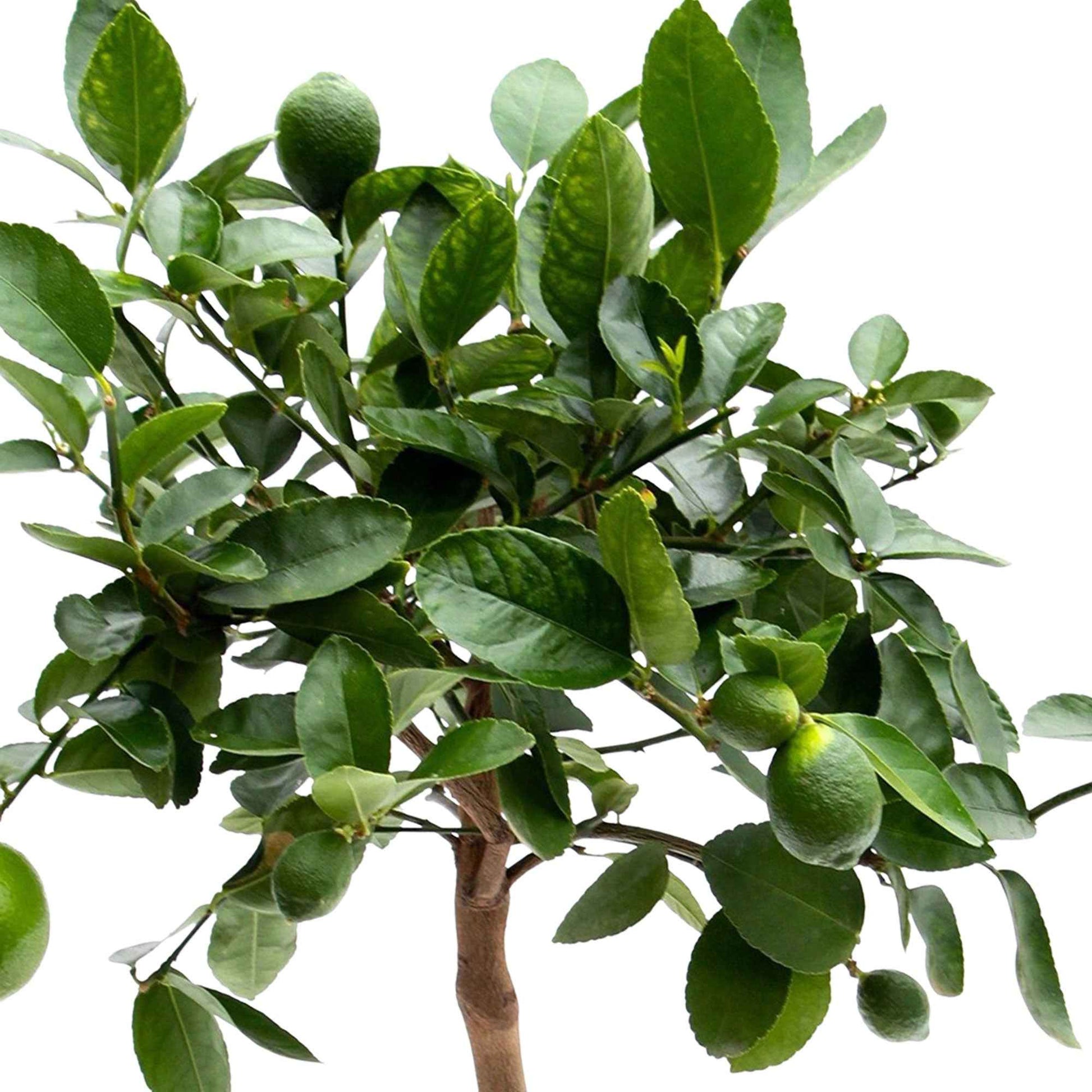 Limoenboom Citrus 'Lime'  op stam - Bomen en hagen