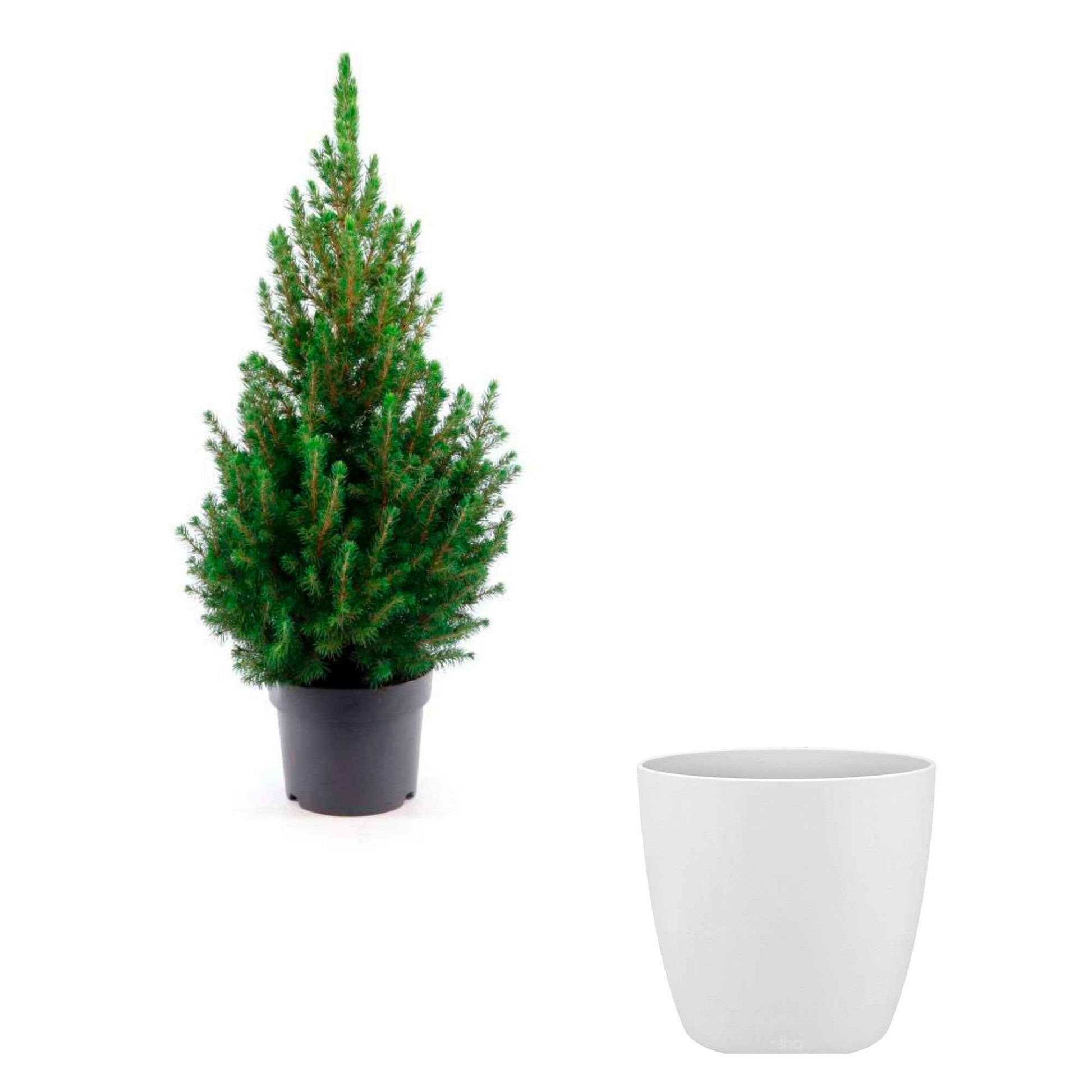 Picea glauca groen incl. sierpot wit  - Mini kerstboom - Bomen en hagen