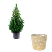 Picea glauca groen incl. mand crème  - Mini kerstboom - Bomen en hagen