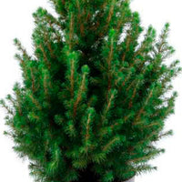 Picea glauca groen incl. mand crème  - Mini kerstboom - Alle bomen en hagen