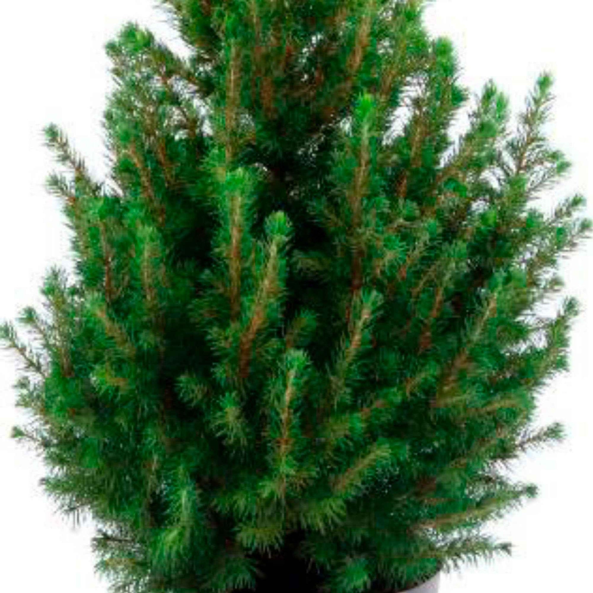 Picea glauca groen incl. mand crème  - Mini kerstboom - Bomen