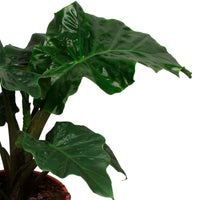 Olifantsoor Alocasia 'Low Rider' - Groene kamerplanten