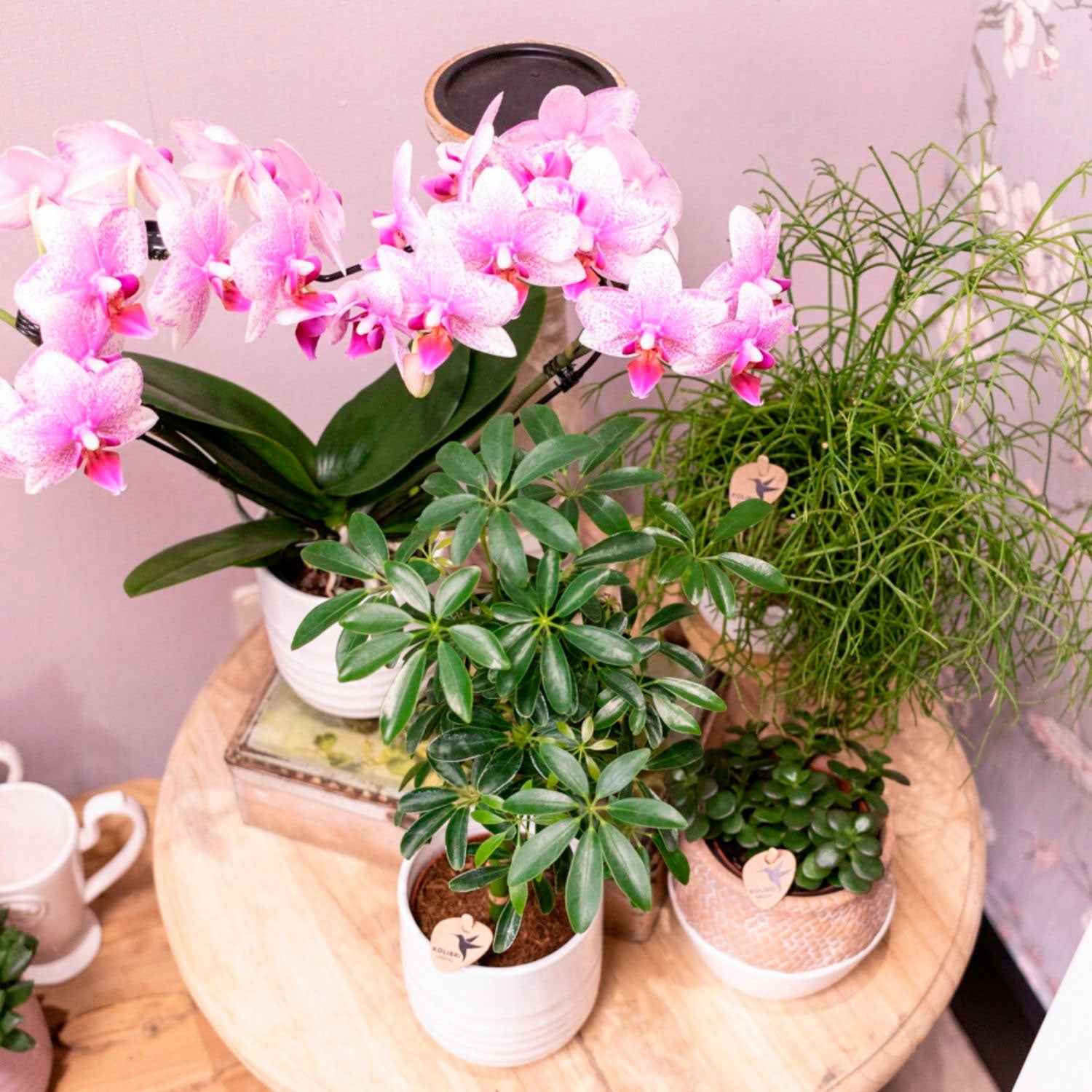 Vlinderorchidee Phalaenopsis 'Rotterdam' Roze - Bloeiende kamerplanten