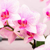 Vlinderorchidee Phalaenopsis 'Rotterdam' Roze - Huiskamerplanten