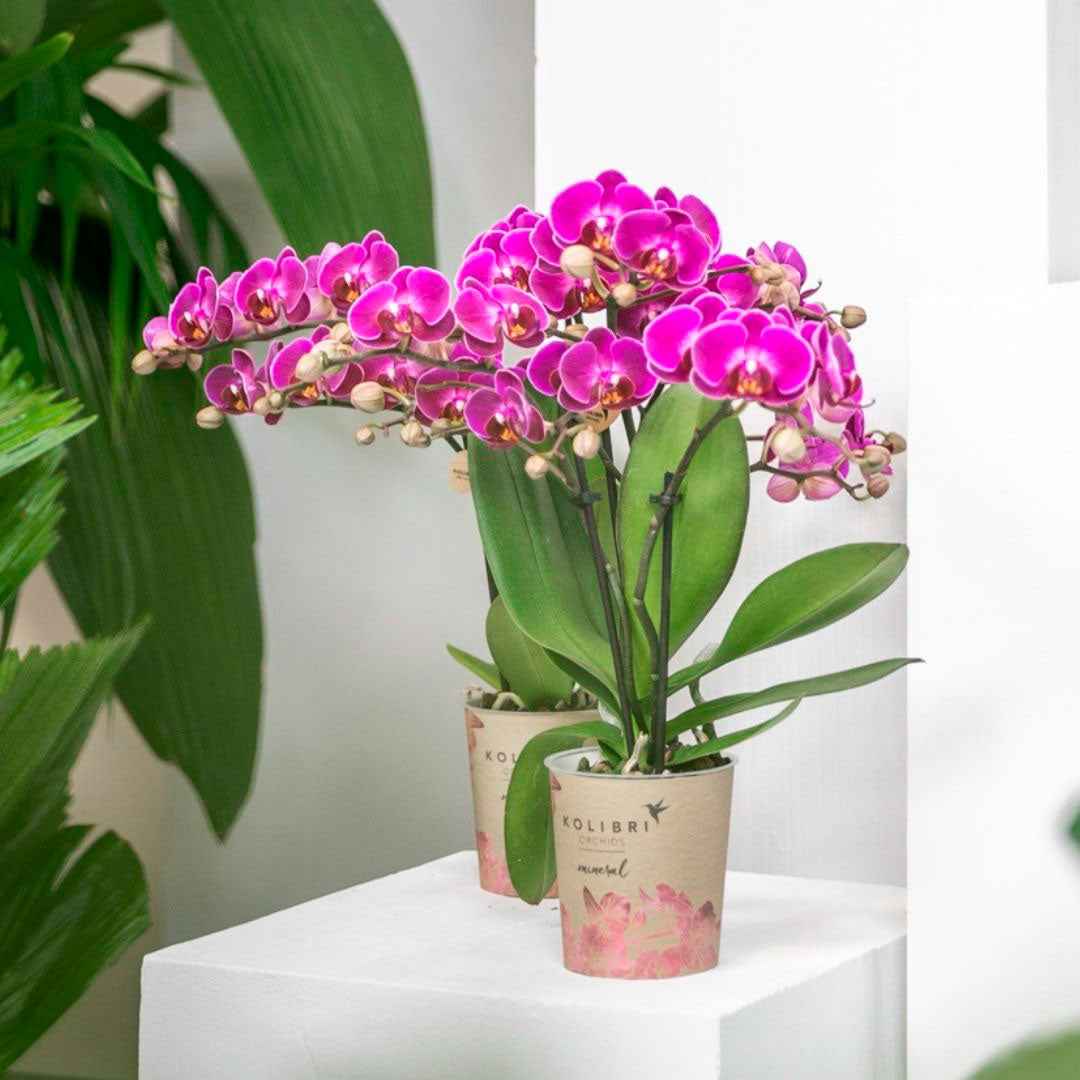 Vlinderorchidee Phalaenopsis 'Morelia' Paars - Bloeiende kamerplanten