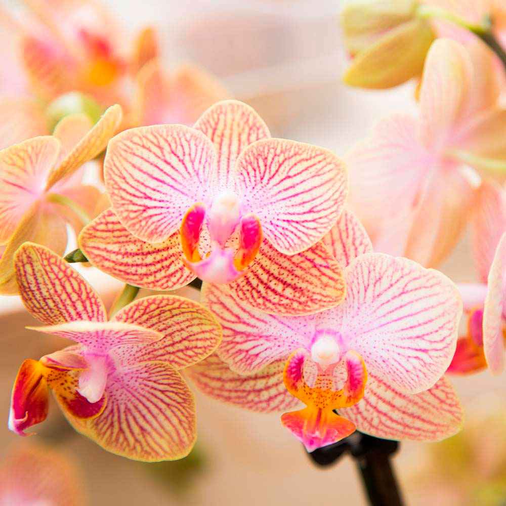 Vlinderorchidee Phalaenopsis 'Trento' Oranje - Bloeiende kamerplanten