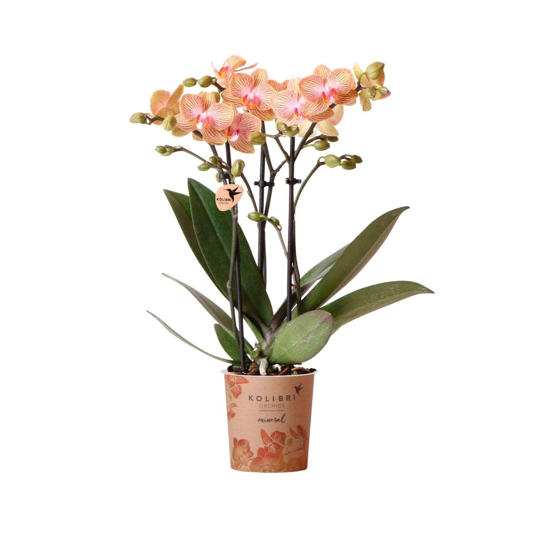 Vlinderorchidee Phalaenopsis 'Trento' Oranje - Huiskamerplanten