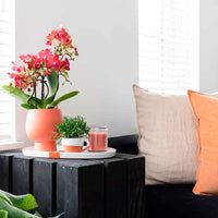 1x Orchidee Phalaenopsis + 1x Rhipsalis Prismatica oranje-groen incl. Sierpotten terracotta - Binnenplanten in sierpot