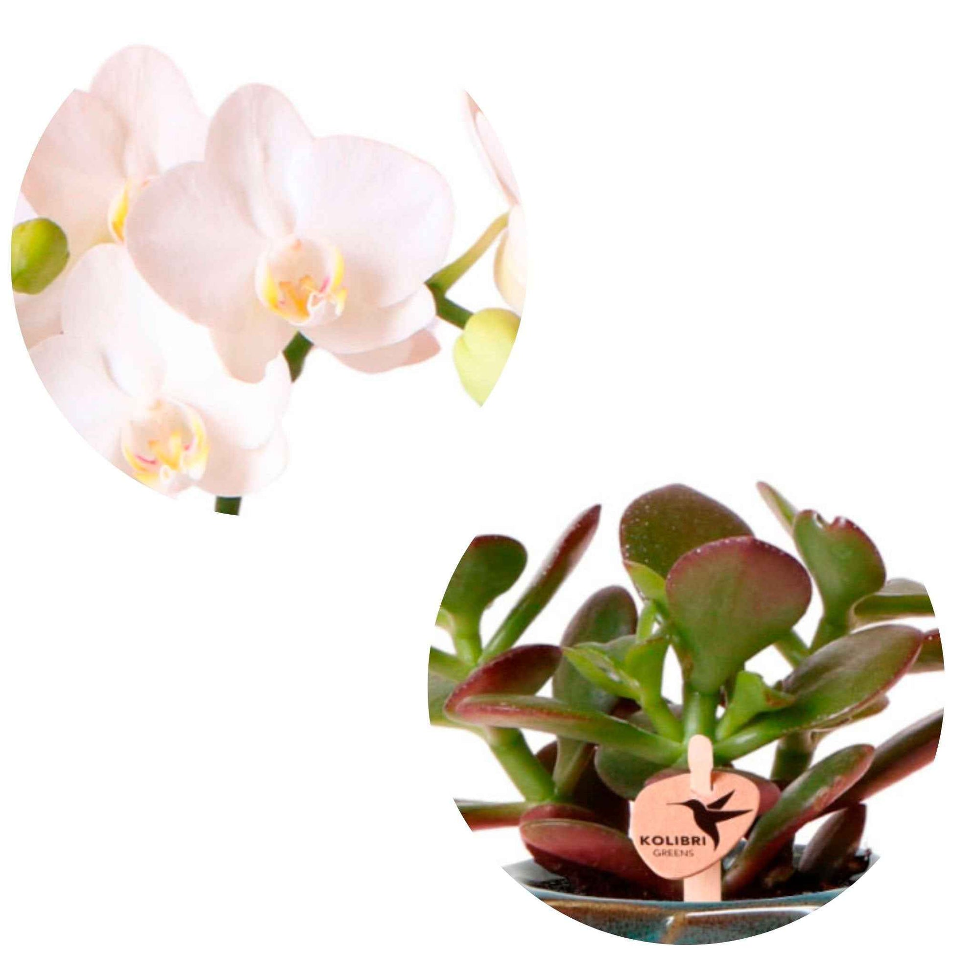 1x Orchidee Phalaenopsis + 1x Succulent Crassula - wit-groen incl. sierpotten groen - Binnenplanten in sierpot