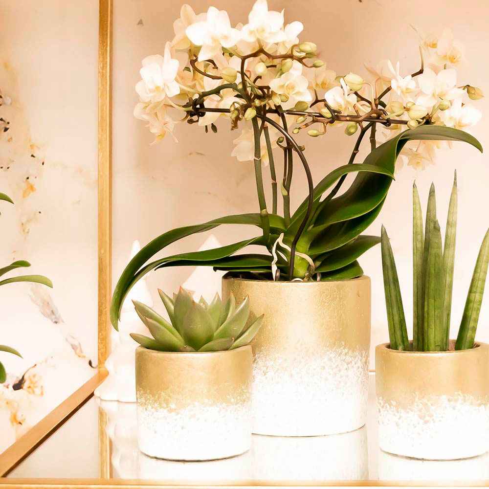 1x Orchidee Phalaenopsis +1x Succulent Crassula wit-groen incl. sierpotten goud - Binnenplanten in sierpot