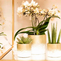 1x Orchidee Phalaenopsis +1x Succulent Crassula wit-groen incl. sierpotten goud - Bloeiende kamerplanten