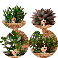 4x Succulenten - set groen incl. manden - Combinaties en Sets