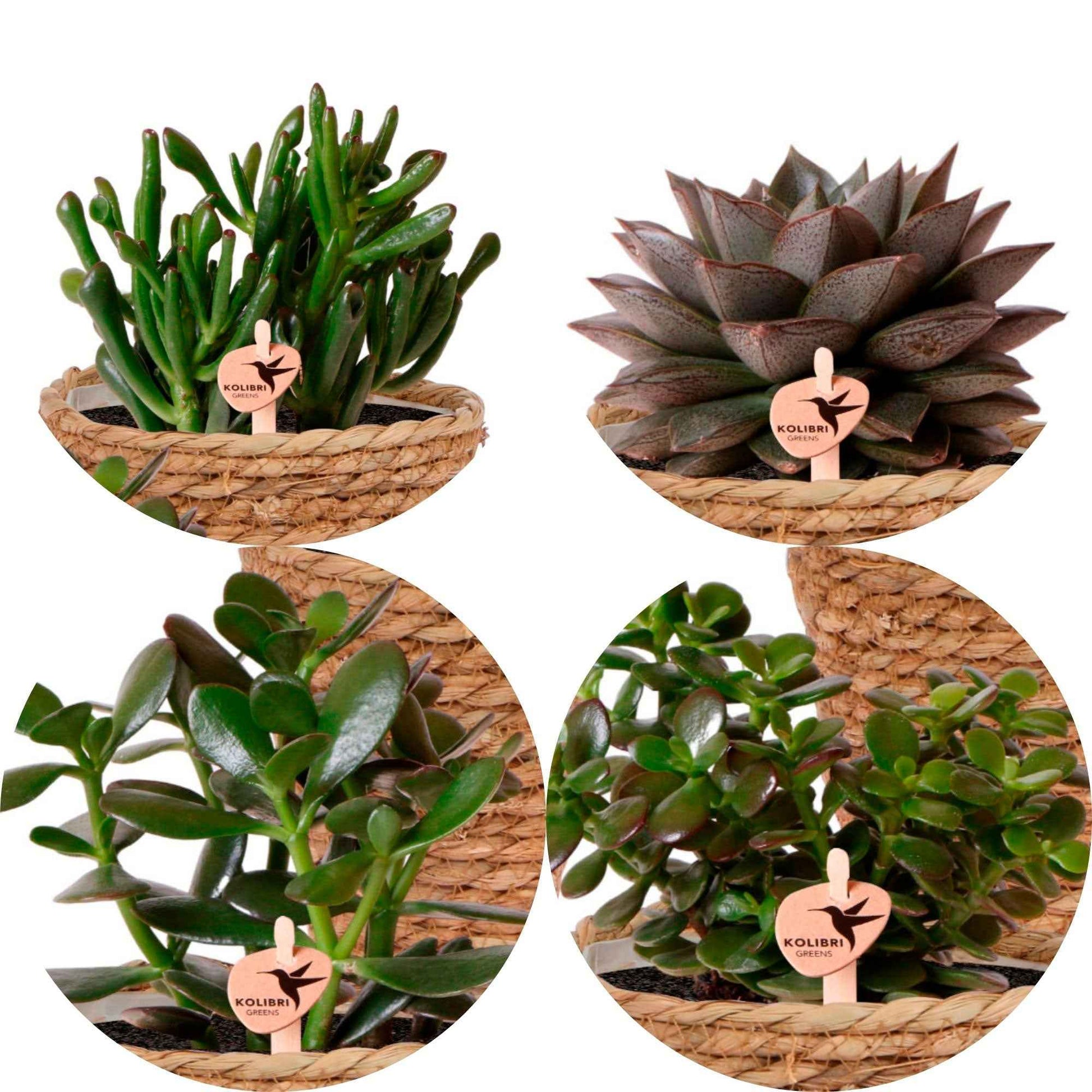 4x Succulenten - set groen incl. manden - Combinaties en Sets