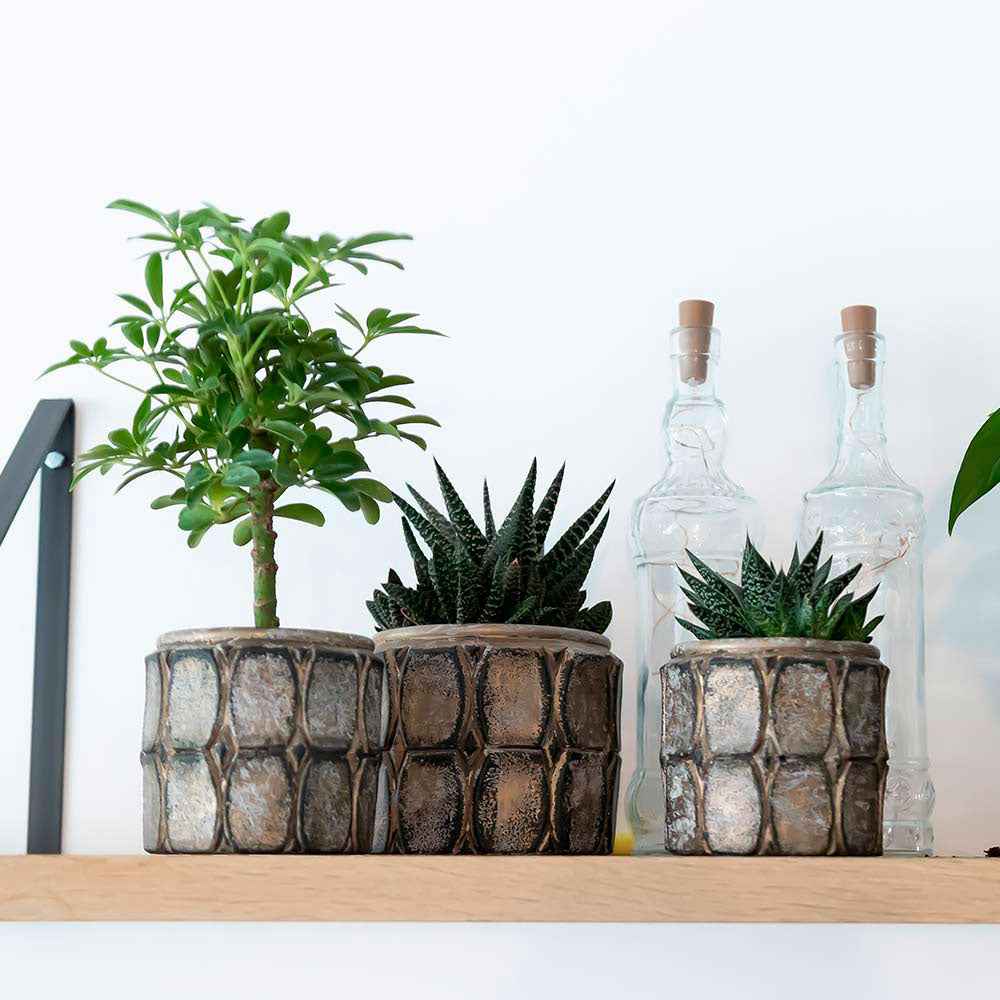 3x Succulenten - Set groen incl. sierpotten + plantenstandaard hout - Combinaties en Sets