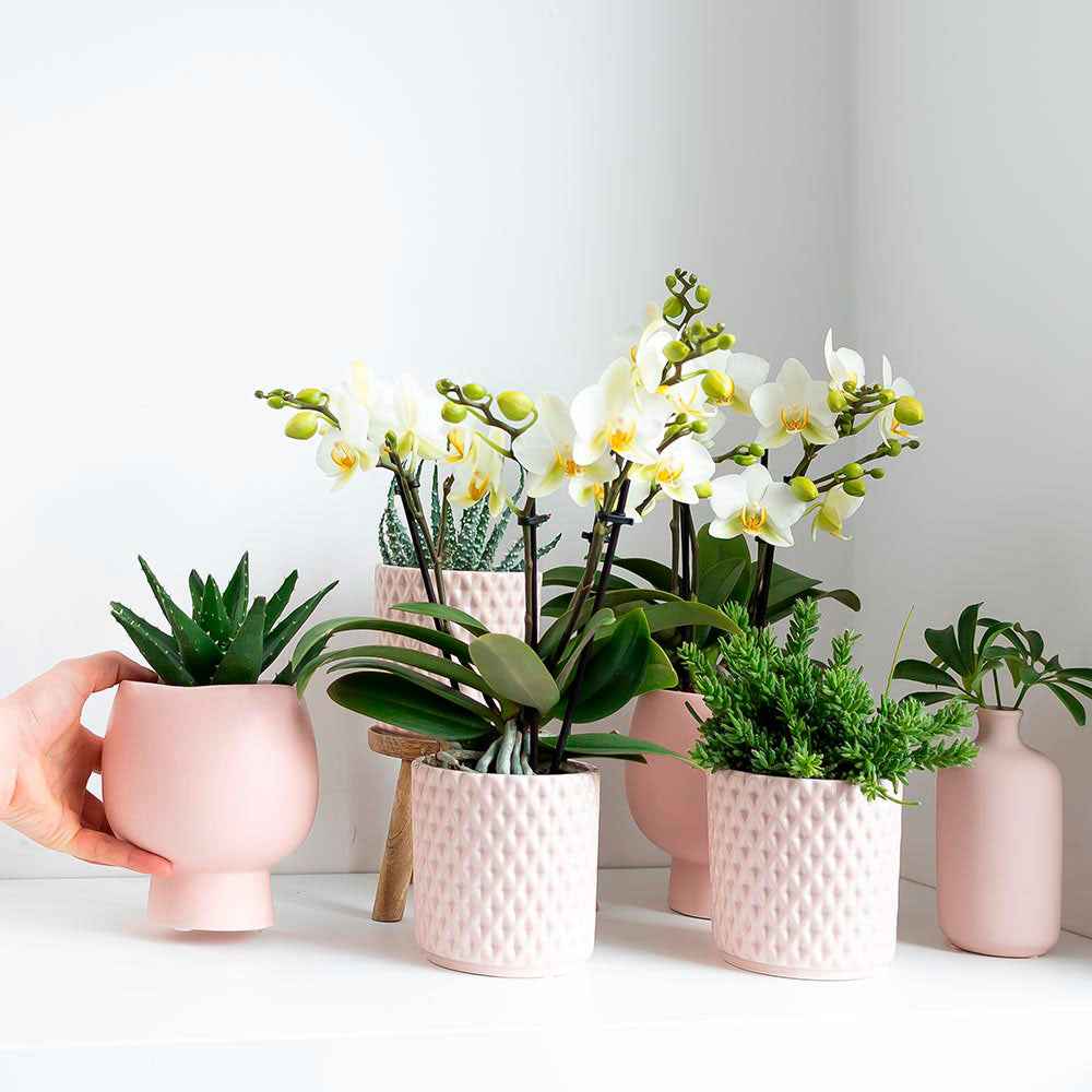 2x Rhipsalis - Set groen incl. sierpotten roze - Alle makkelijke kamerplanten