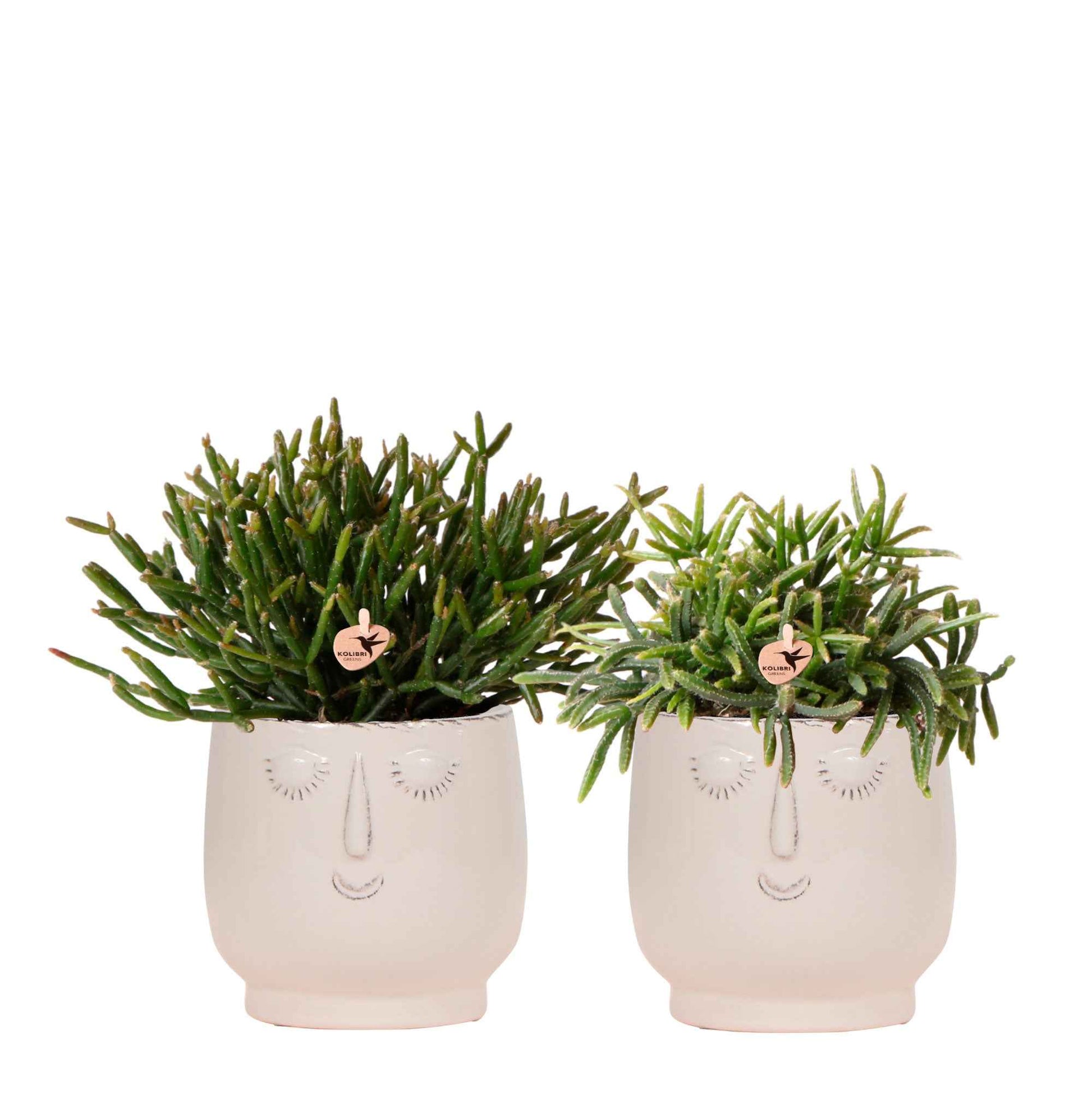 2x Koraalcactus - Set groen incl. sierpotten Happy Face wit - Alle makkelijke kamerplanten