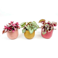 Bladbegonia Begonia - Mix 'Lovely Leaves' incl. sierpotten - Groene kamerplanten