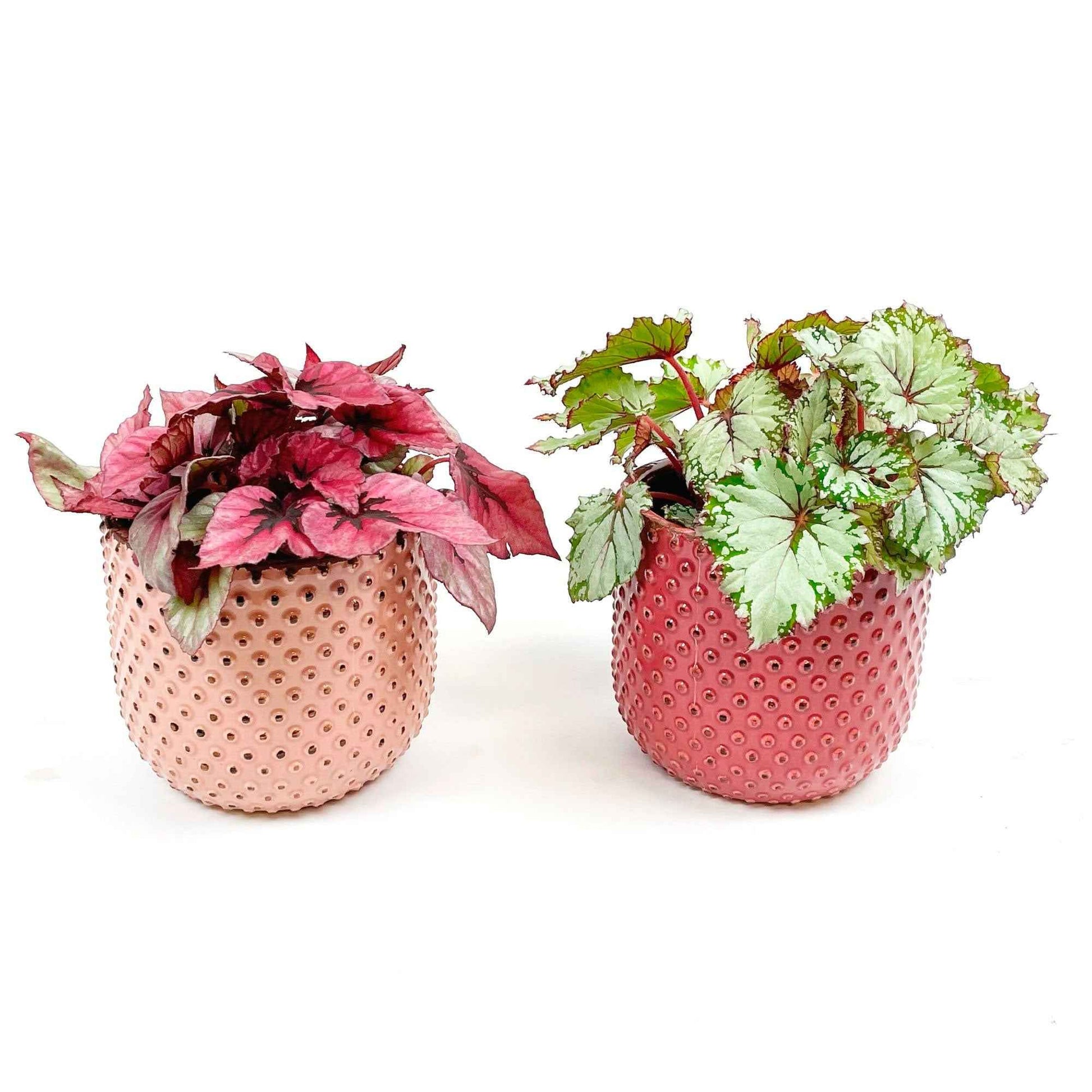 2x Bladbegonia Begonia - Mix 'Color Match' incl. sierpotten - Groene kamerplanten