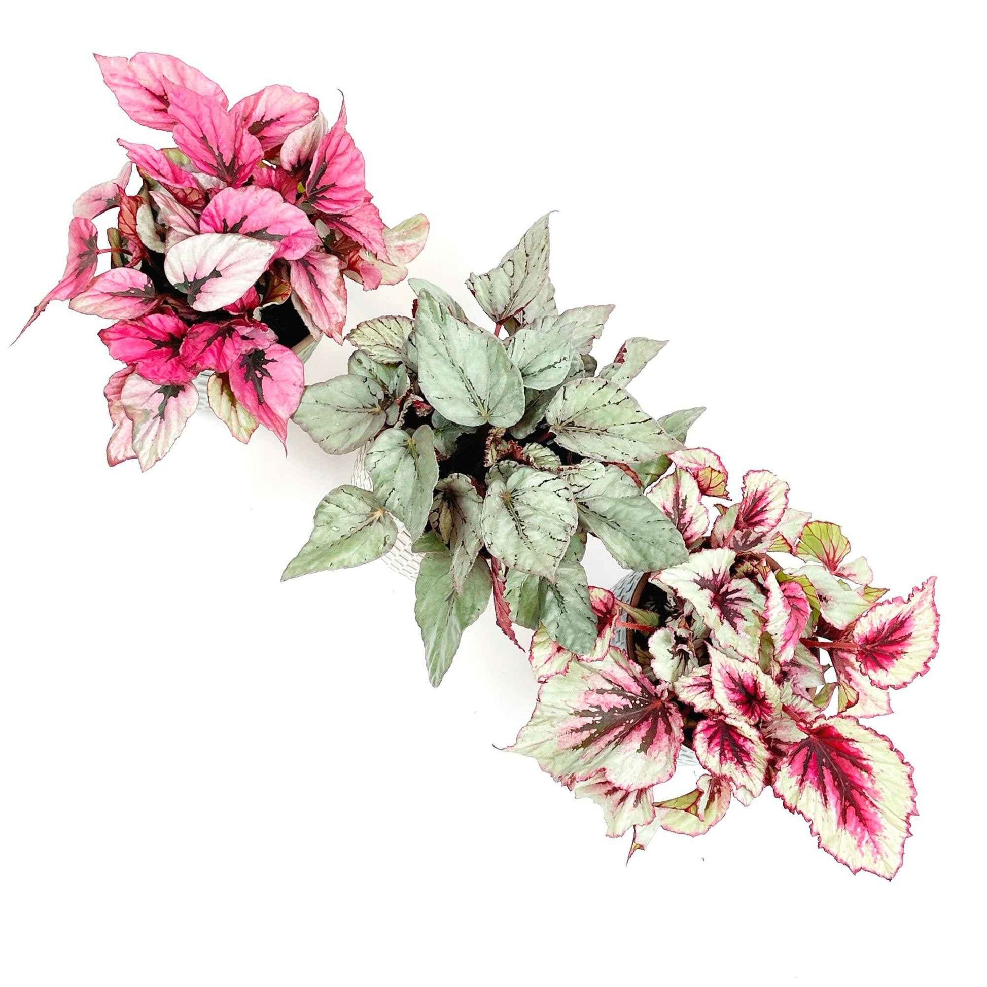 Bladbegonia Begonia - Huiskamerplanten