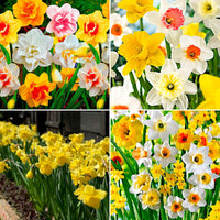 540x Narcis Narcissus - Mix 'Spring Flowers' meerkleurig - Alle bloembollen