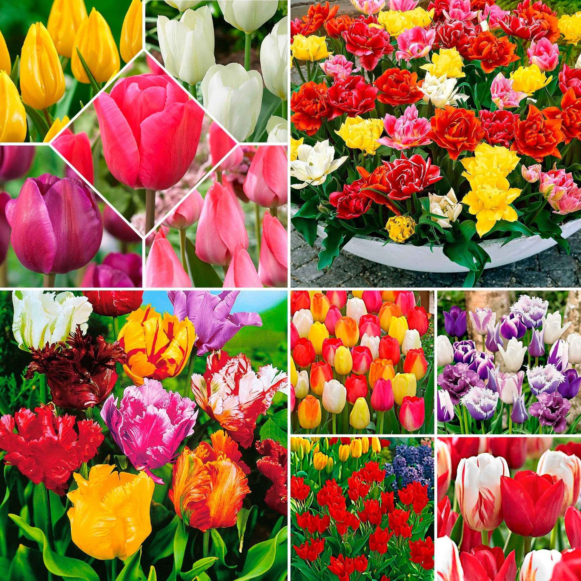 480x Tulp Tulipa - Mix 'Colorful Tulips' Gemengde kleuren - Bloembollen