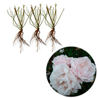 3x Klimroos Rosa hybride 'New Dawn'® Roze  - Bare rooted - Winterhard - Klimplanten