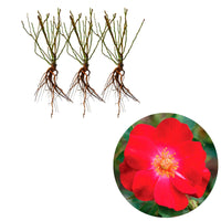 3x Rozen Rosa 'Amulet Mella'® Rood  - Bare rooted - Winterhard - Plantsoort