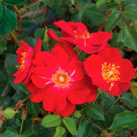 3x Rozen Rosa 'Amulet Mella'® Rood  - Bare rooted - Winterhard - Plant eigenschap